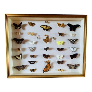 Vintage 36 Specimen Collection Pinned Butterflies, Moths, & Dragonflies in a Glass Shadow Display Box With Gold Bead Frame For Sale