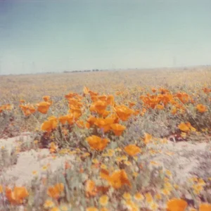 California Poppies Vintage Photo Print