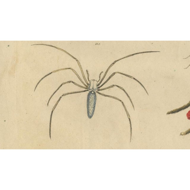 Black Brodtmann, Fleas, Tarantula & Spiders, 1816, Lithograph For Sale - Image 8 of 11
