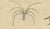 Black Brodtmann, Fleas, Tarantula & Spiders, 1816, Lithograph For Sale - Image 8 of 11