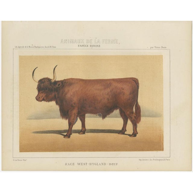 Olivier De Penne, West Highland Ox, Scottish Cattle, 1863, Chromolithograph For Sale - Image 3 of 9
