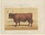 Olivier De Penne, West Highland Ox, Scottish Cattle, 1863, Chromolithograph For Sale - Image 3 of 9