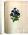Champagne Folio Book of Pierre-Joseph Redouté’s “Fruits and Flowers” by Eva Mannering For Sale - Image 8 of 10