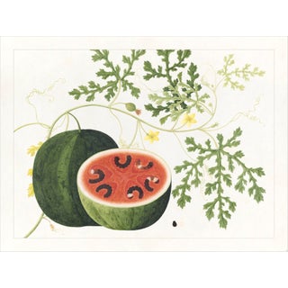 Golden Tropic Botanicals Plate #15, Giclée Print For Sale