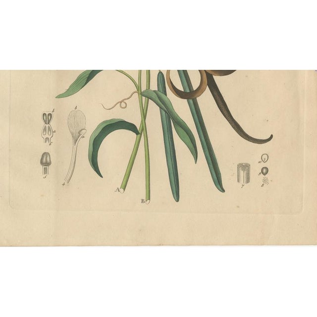 Vanilla Planifolia, 1800s, Paper For Sale - Image 5 of 10