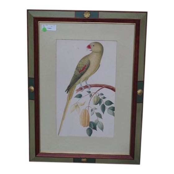 "Parrot" Framed Print by W. King Ambler Chairish
