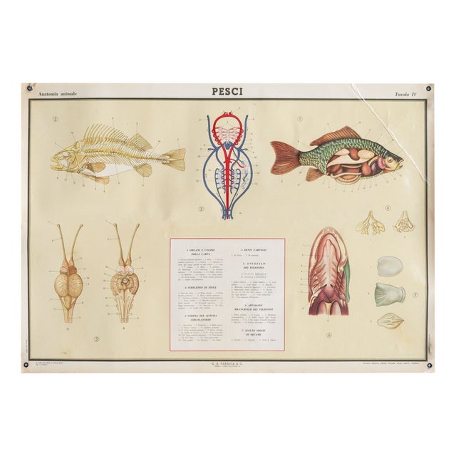Educational Poster Depicting Fish from G.B. Paravia Torino, 1959 For Sale