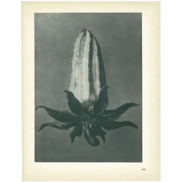 Contemporary 1928 Michaux's Bell-Flower by Karl Blossfeldt, Original Period Photogravure N64 For Sale - Image 3 of 6