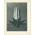 Contemporary 1928 Michaux's Bell-Flower by Karl Blossfeldt, Original Period Photogravure N64 For Sale - Image 3 of 6