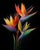 Bird of Paradise, Contemporary Photograph by Michael Filonow For Sale