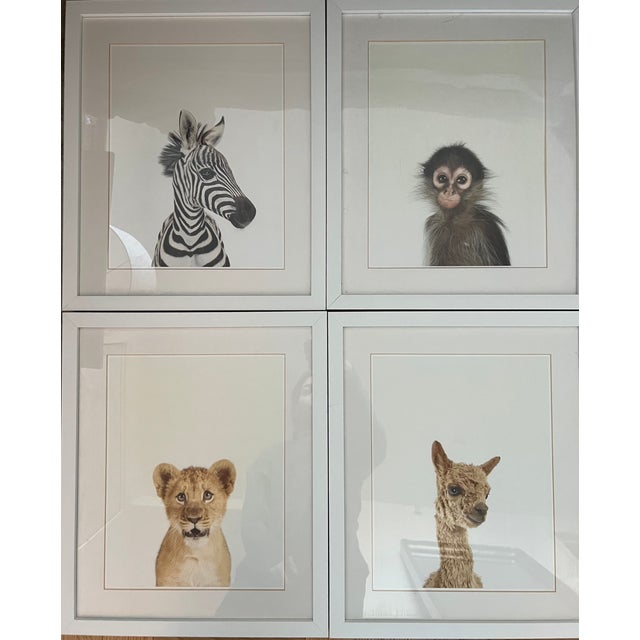 Set of four RH Baby Animal Portraits