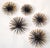 Funky 5 Pieces Steel Pom Pom Wall Art in Brass Finish and black painted Wall Sculpture in the Style of Curtis Jeré....