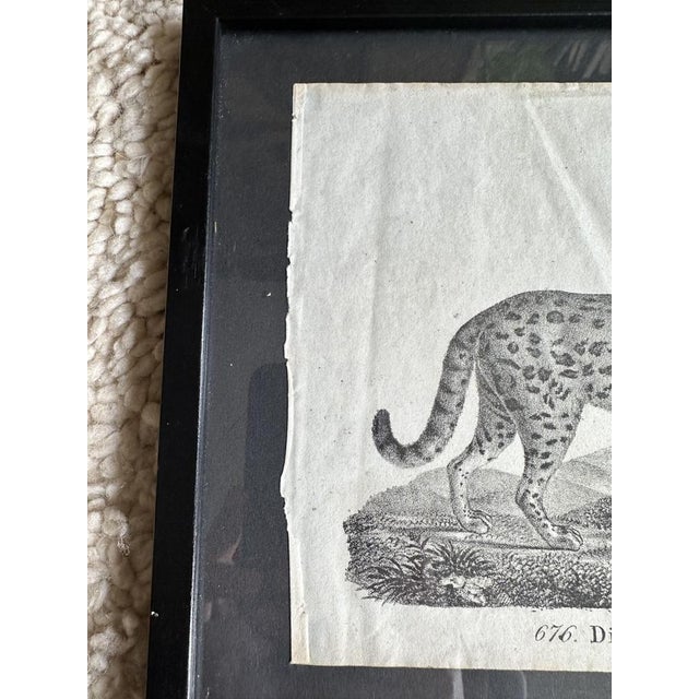 Early 19th Century Biedermeier Artist, The Gentle Cat, 1831, Lithograph, Framed For Sale - Image 5 of 18
