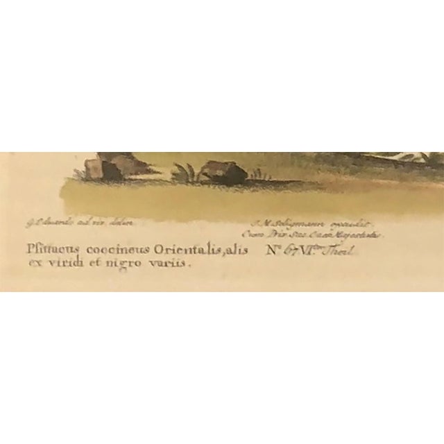 18th Century Hand Tinted German Engraving of a Bird For Sale - Image 4 of 7