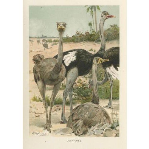 Kuhnert, Ostrich, 1895, Chromolithograph For Sale - Image 3 of 9
