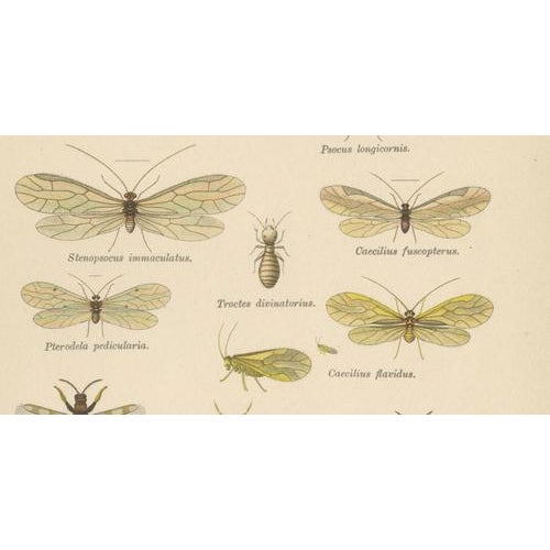 Richard Tümpel, Antique Entomology, 1908, Lithograph, Set of 2 For Sale - Image 6 of 11