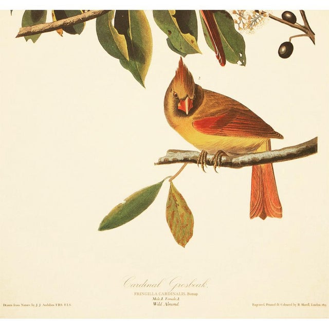 Farmhouse 1990s Cardinal Grosbeak After Audubon, Large American Classical Print For Sale - Image 3 of 12