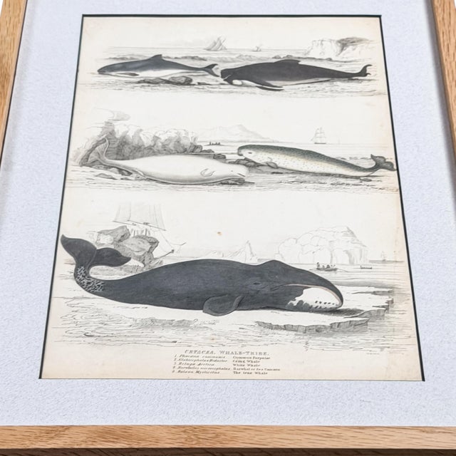 1835 Narwhal & Whales Engraving | Original Hand-Colored Antique Nautical Print, Framed For Sale - Image 4 of 6
