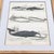 1835 Narwhal & Whales Engraving | Original Hand-Colored Antique Nautical Print, Framed For Sale - Image 4 of 6