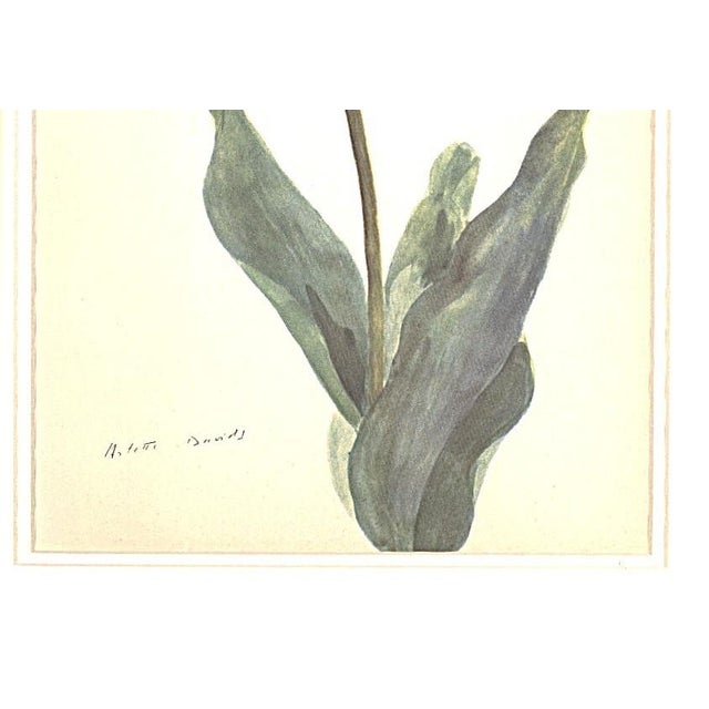 Mid-Century Modern 1940 Mid-Century Botanical Lithograph-Tulip by Arlette Davids- Double Matted For Sale - Image 3 of 3