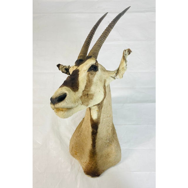 Vintage Mounted Antelope Taxidermy Wall Mount With Long Horns, Estate Find For Sale - Image 4 of 18