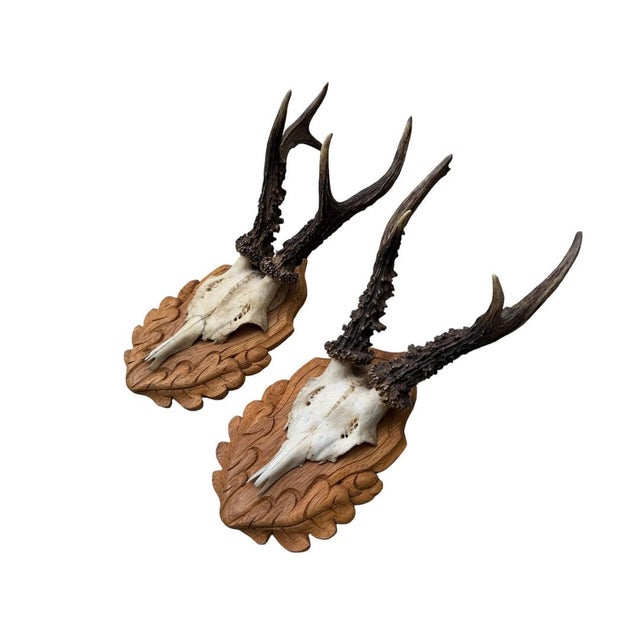Cabin Pair Roe Deer Trophies 151 Black Forest Antlers Mount For Sale - Image 3 of 5