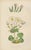 Bell, Alpine Botanical Illustrations of Anomatheca and Saxifrage, 1874, Lithographs, Set of 2 For Sale - Image 3 of 10