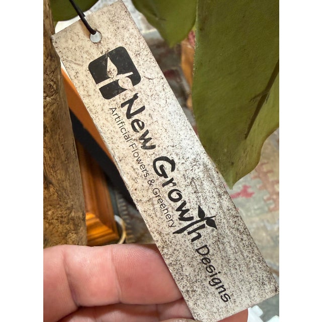 New Growth Design Banyan Tree With Pot For Sale - Image 4 of 12