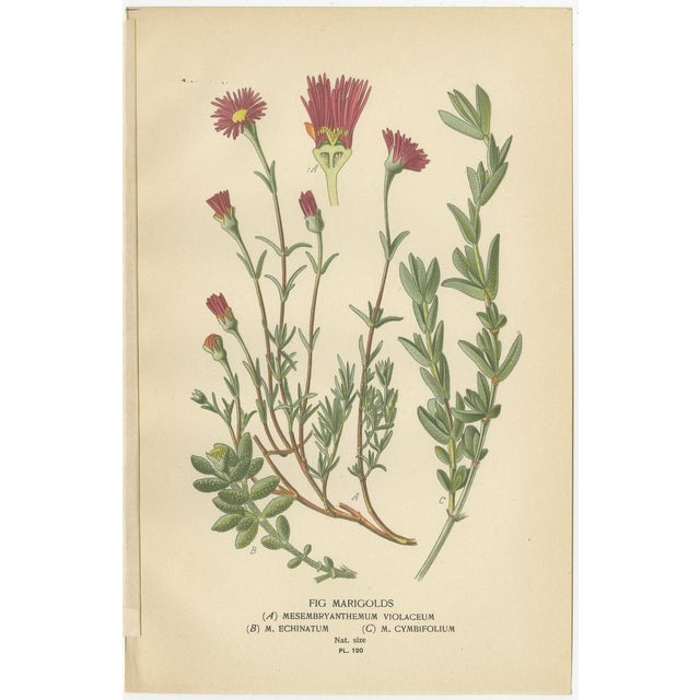 Christmas Cactus and Prickly Pear Cactus and Fig Marigolds, 1897, Paper, Set of 3 For Sale - Image 4 of 6
