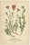 Christmas Cactus and Prickly Pear Cactus and Fig Marigolds, 1897, Paper, Set of 3 For Sale - Image 4 of 6