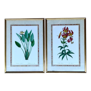Vintage Ehret Botanical Prints - Set of 2