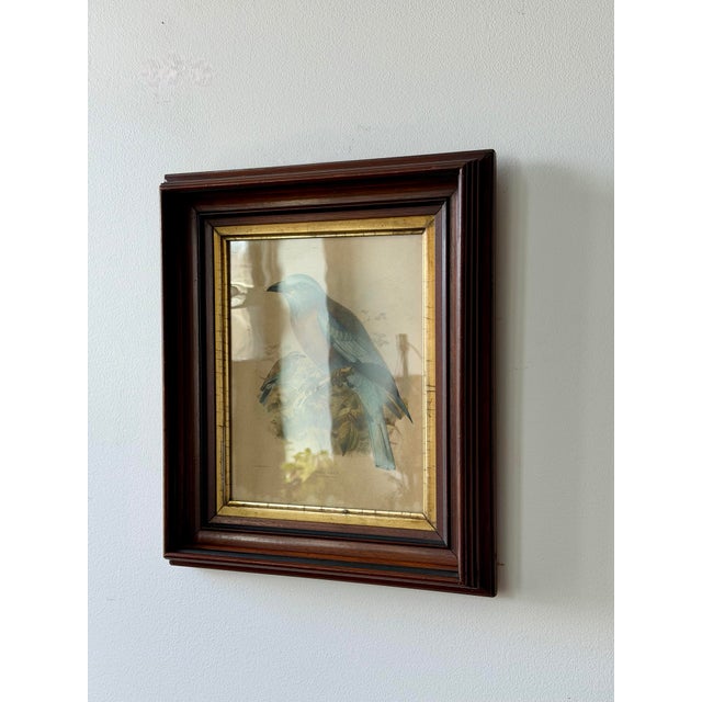 Mid-Century Modern Antique Burmese Roller Lithograph After j.g. Keulemans in Deep Wood Frame For Sale - Image 3 of 11