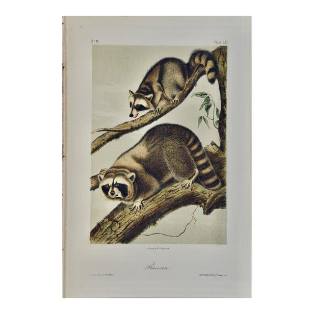Audubon Raccoon: An Original 19th Century Audubon Hand-Colored Lithograph, 1849-1854 For Sale