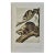 Audubon Raccoon: An Original 19th Century Audubon Hand-Colored Lithograph, 1849-1854 For Sale