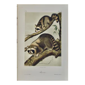 Audubon Raccoon: An Original 19th Century Audubon Hand-Colored Lithograph, 1849-1854