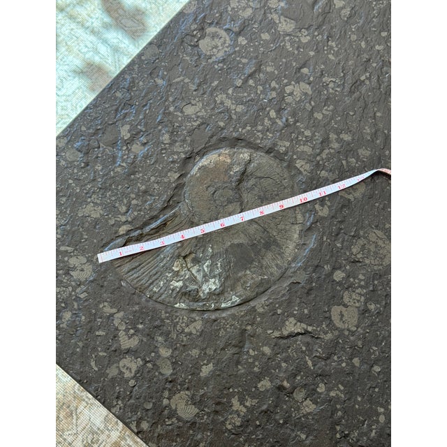 Pia Manu Rare 1970s Collection Ardesia Fossil Slate & Chrome Coffee Table | 10" Ammonite Fossil | Original West German Provenance For Sale - Image 4 of 11