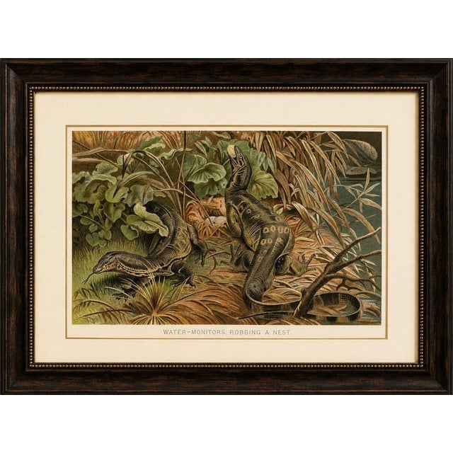 Late 19th Century P. J. Smit, Water Monitors Robbing a Nest, 1895, Color Lithograph For Sale - Image 5 of 9