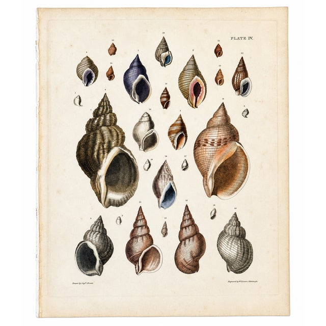 Traditional Purpura & Buccinum Shells | Original Hand-Colored Shell Engraving – Captain Thomas Brown, Plate IV | C. 1840 For Sale - Image 3 of 3
