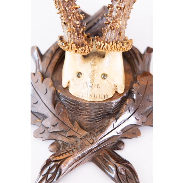 Cabin Antique Black Forest Roe Deer Antlers Hunting Trophy Mount For Sale - Image 3 of 7