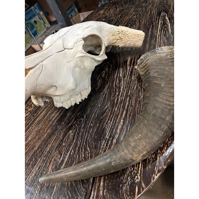 Late 20th Century Water Buffalo Skull, Thailand For Sale - Image 4 of 11