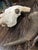 Late 20th Century Water Buffalo Skull, Thailand For Sale - Image 4 of 11