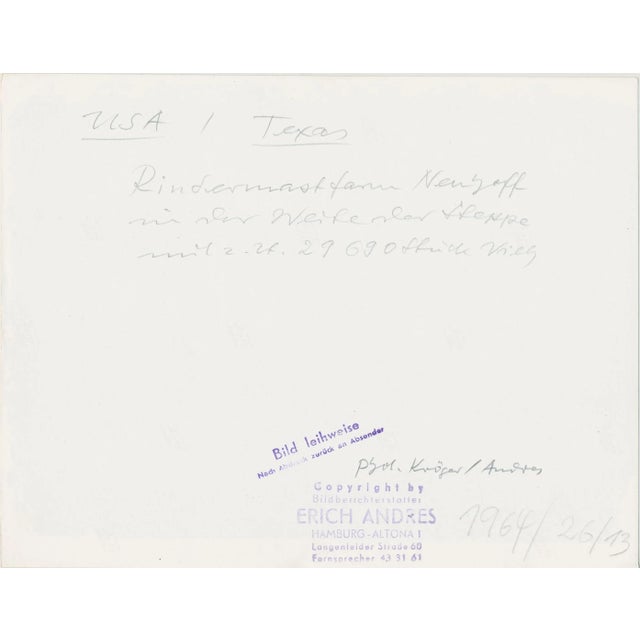 Cows, Texas, 1960s, Black and White Photograph For Sale - Image 4 of 5