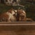 Brown Original Danish 19th Century Small Oil on Canvas Painting of Goats on a Mountainside, Signed i.p Møller For Sale - Image 8 of 12