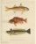 Red Mullet, Norway Redfish, and Greater Weever - Vibrant Fish Lithography, 1895 For Sale - Image 10 of 10