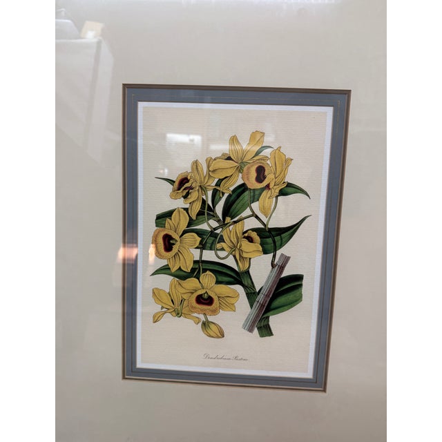 Wood Yellow Botanical Art Prints, Set of Three For Sale - Image 7 of 12