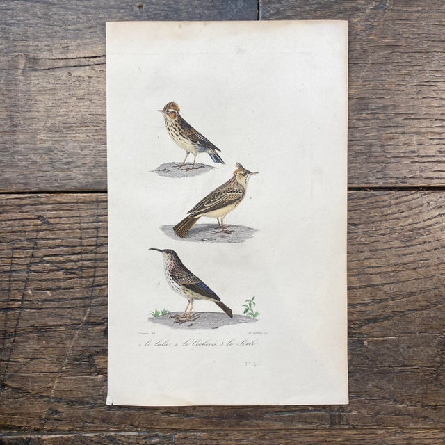 Super high quality in this lovely historical French 18th Century le lulu bird engraving! Signed Travies del and McBourey...