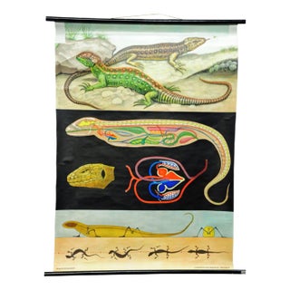 Amphibians Sand Lizard Lacerta Agilis Wallchart Art Print by Jung Koch Quentell For Sale