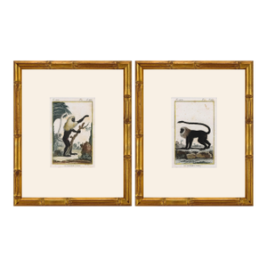 Pair of Original Early 19th Century French Monkey Engravings 1800