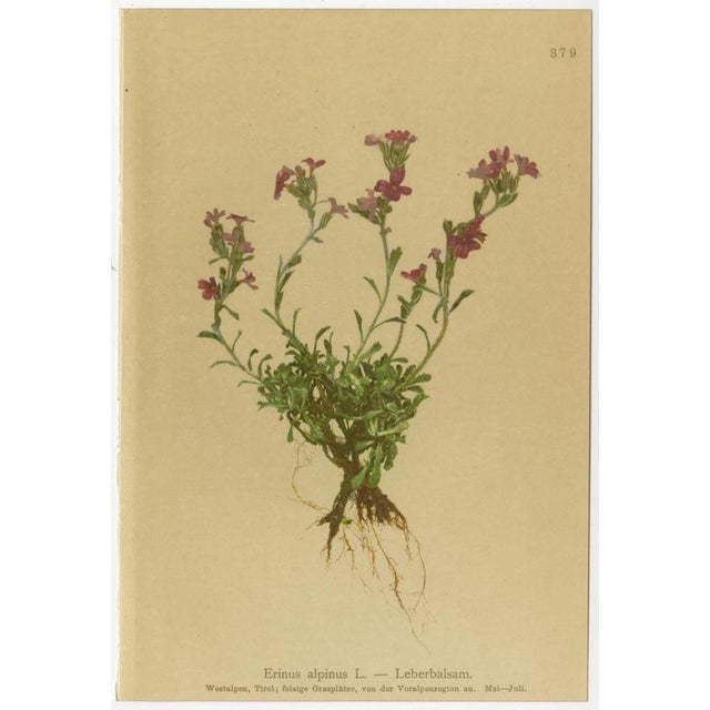 After Anton Hartinger, Alpine Foxglove & Wildflowers Small Seizded Botanical Plates, 1897, Prints, Set of 8 For Sale - Image 4 of 12