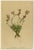 After Anton Hartinger, Alpine Foxglove & Wildflowers Small Seizded Botanical Plates, 1897, Prints, Set of 8 For Sale - Image 4 of 12